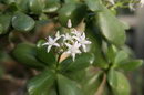 tree crassula,beestebal,Umchobozovithi,گل ناز, سدوم
